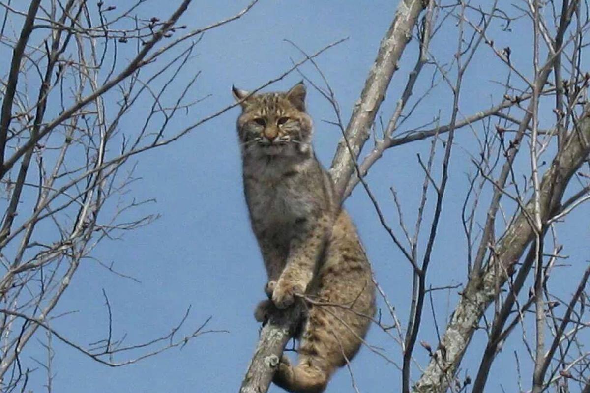 Bobcat in a tree.