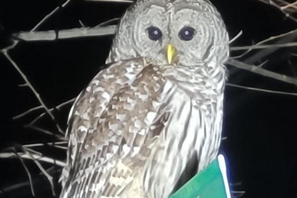 Boreal owl taken on Dec. 29, 2022