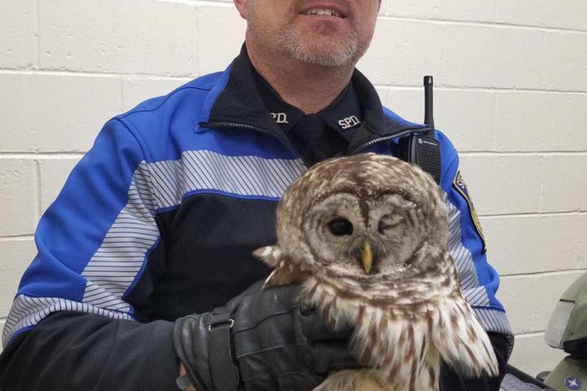 Injured Owl being held by Officer Bourque.