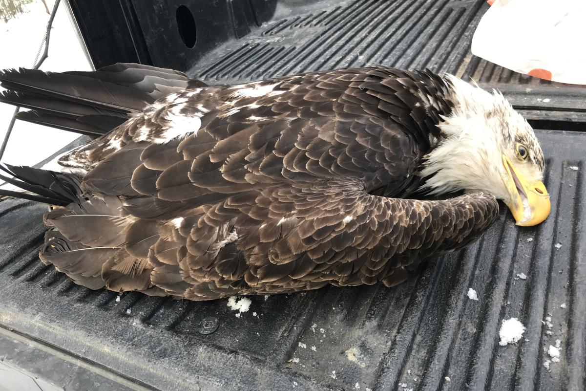 Bald Eagle found on Stuart Pond in January 2022.