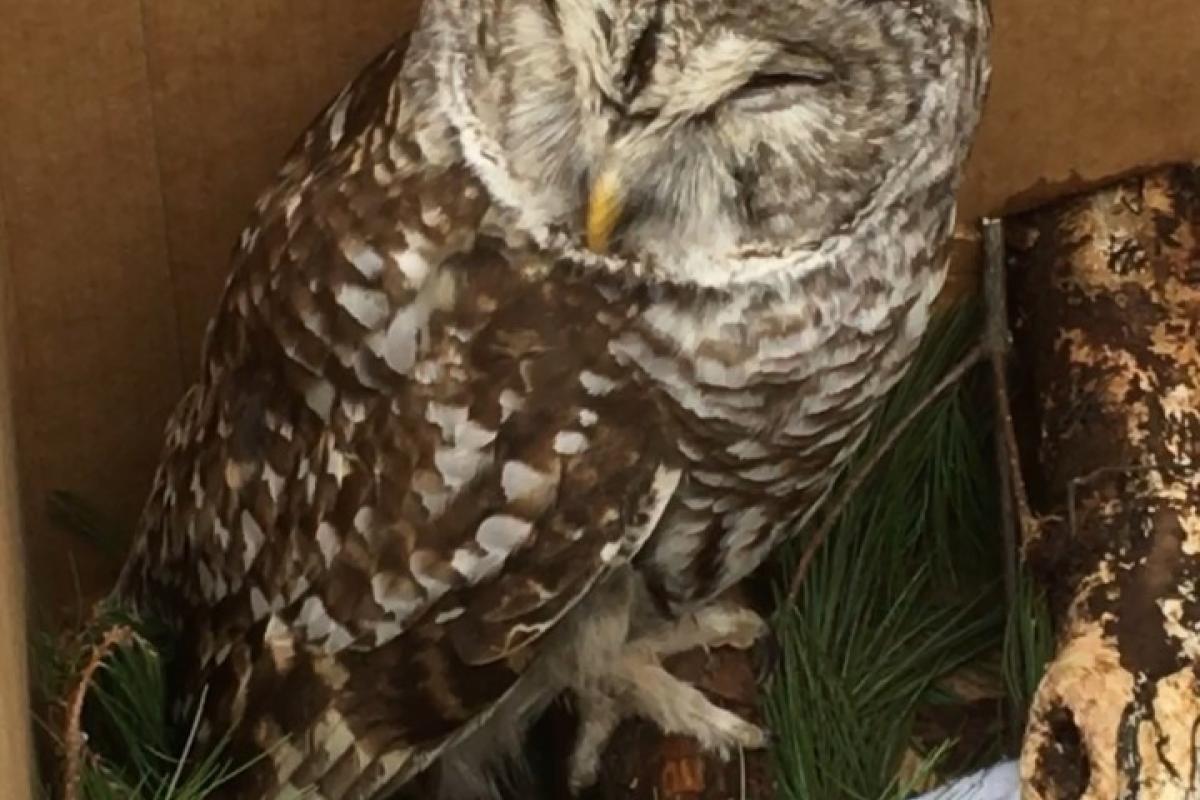 An injured Barred Owl that a Sterling resident rescued and successfully released January 2022.
