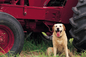 Dog sitting by tractor